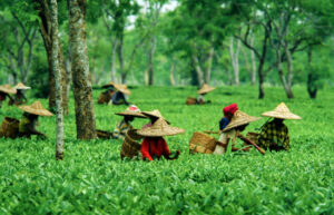 assam-with-kaziranga